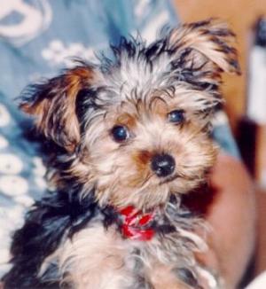 yorkiepuppy